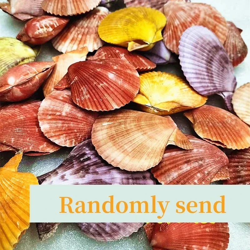 קישוטי צדפות צבעוניים טבעיים מקליפת צדפות DIY קישוטי אומנות לאקווריום בית מדבקות קיר קישוט יצירתי