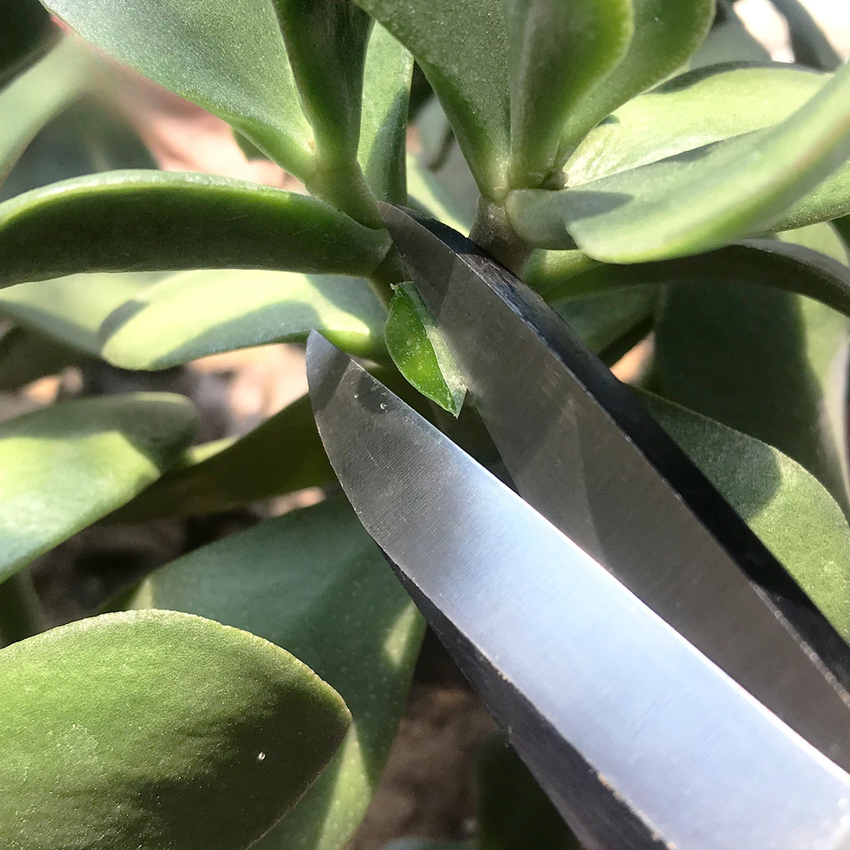Handmade Garden Pruning Tools Knob Cutter Concave Cutter Bonsai Scissors For Bonsai Lovers