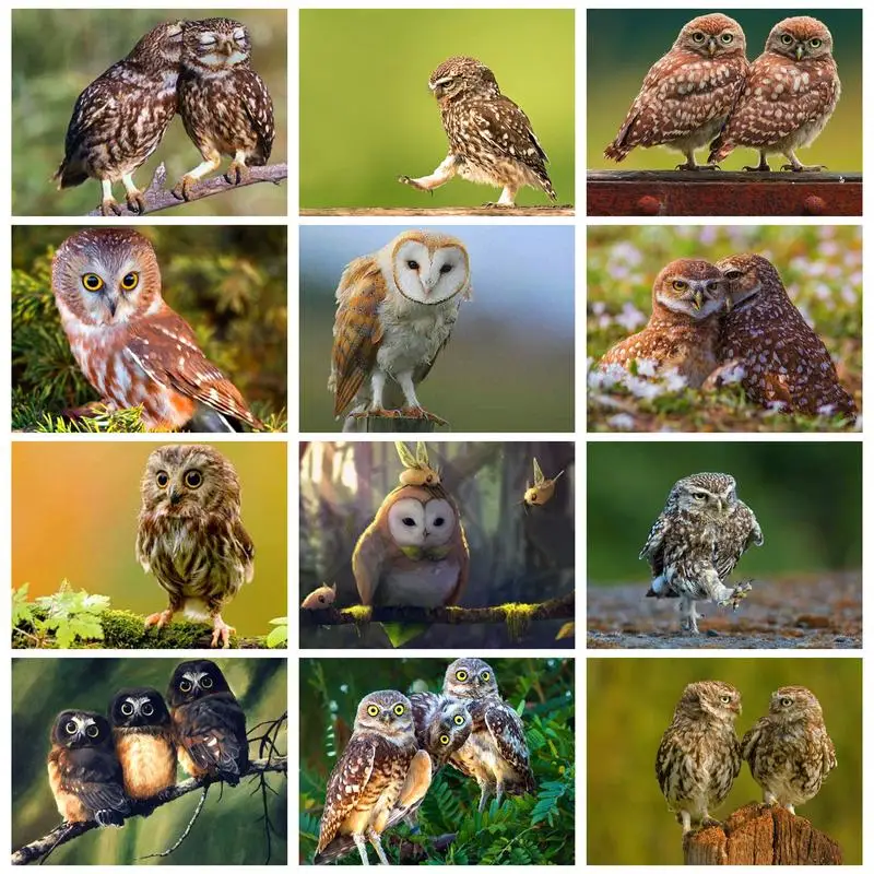 

PhotoCustom With Frame Diy Painting By Numbers Owl Animals By Numbers Acrylic Paint Wall Art Picture Crafts