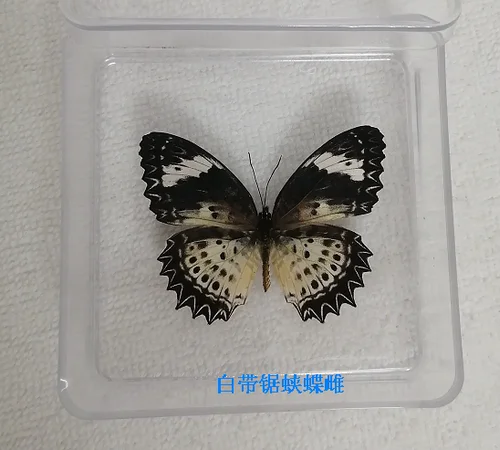 Butterfly Specimen Real Butterfly Specimen Insect Specimen Butterfly Shooting Props DIV Student Teaching Transparent Box Pack 