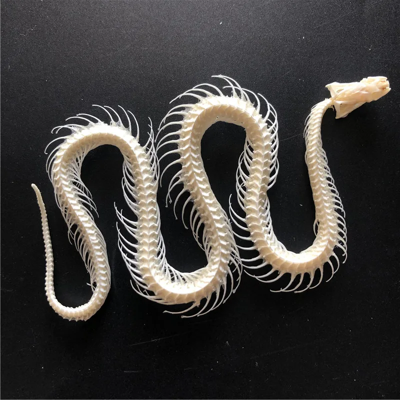 1/2/3/5/10 pcs Real Snake Skeleton Skull Animal Specimens, Taxidermy, About 30-40cm 3