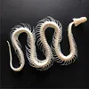 1/2/3/5/10 pcs Real Snake Skeleton Skull Animal Specimens, Taxidermy, About 30-40cm 3
