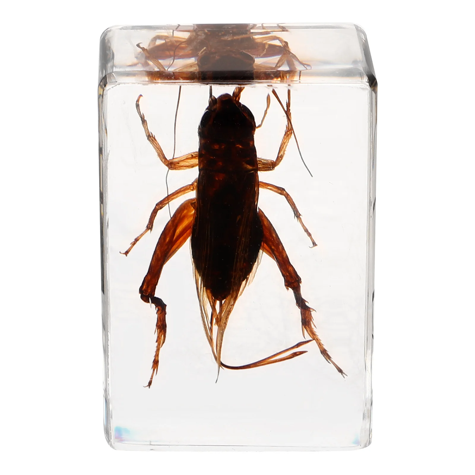 

Образец насекомых, смола, крикет, Творческое Ремесло, Декор, Детская научная коллекция, орнамент