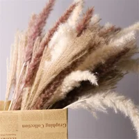 10 Pack Dried Reeds Natural Plants Small Pampas