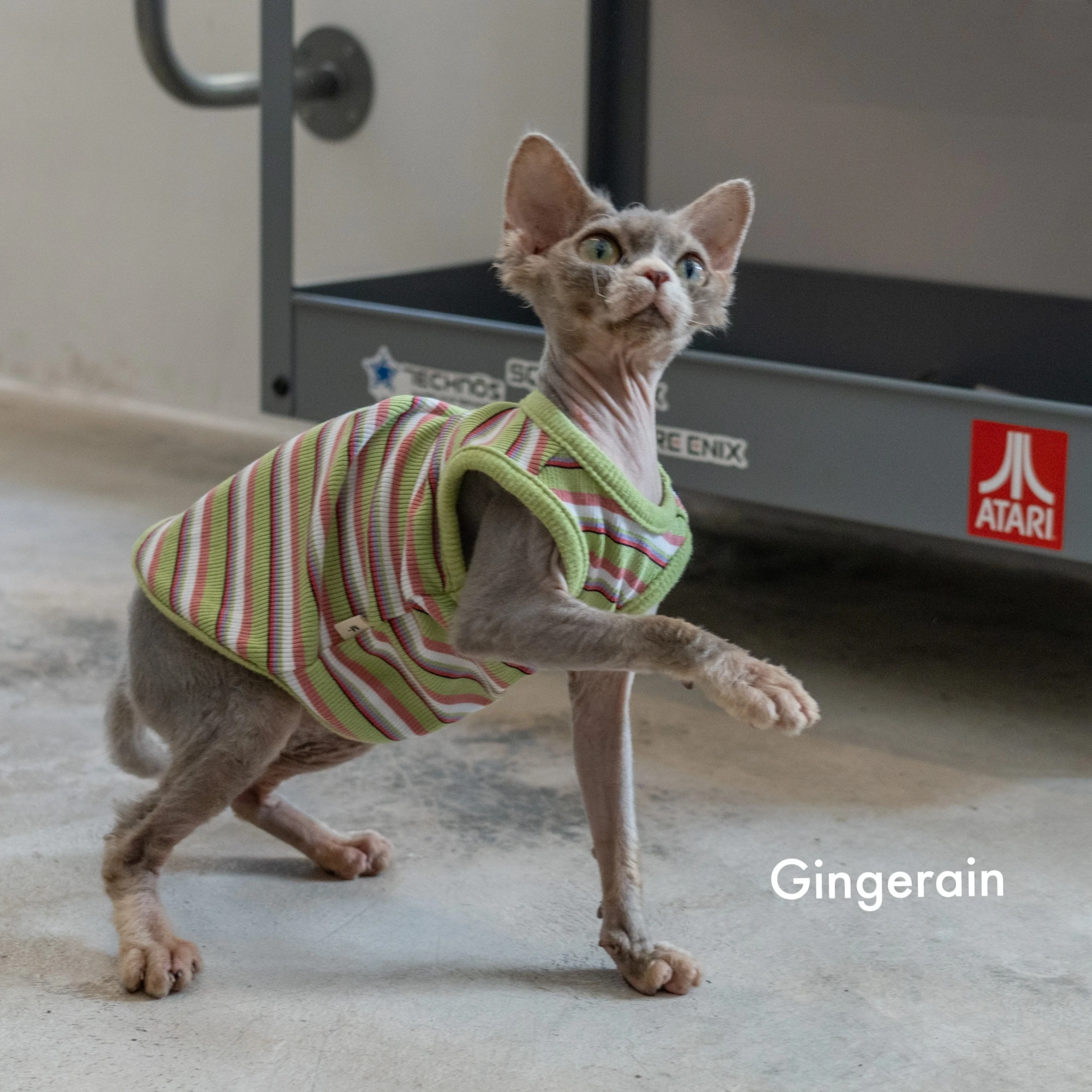 스핑크스 고양이 의류를위한 봄 여름 티셔츠 남성 고양이를위한 부드러운 반팔 줄무늬 조끼 Devon Rex 용 Elestic Coat