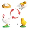Simulation Biology Model Toy Animals Insects Life Growth Cycle Montessori Children Toys Set Teaching Aids Educational Toys 4