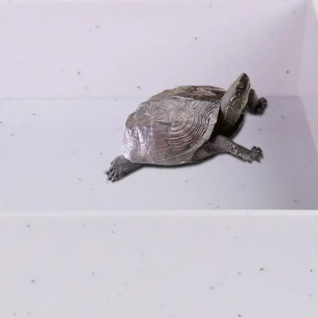 Vasca Per Tartarughe Con Design Antiscivolo - Ciotola Per Rettili E Anfibi - Foto 4