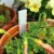 100 Plant Label 5*1cm Plastic Garden Labels Gardening Plant Sign Tags Plant Nursery Markers Label Tags Writing With Pencil 