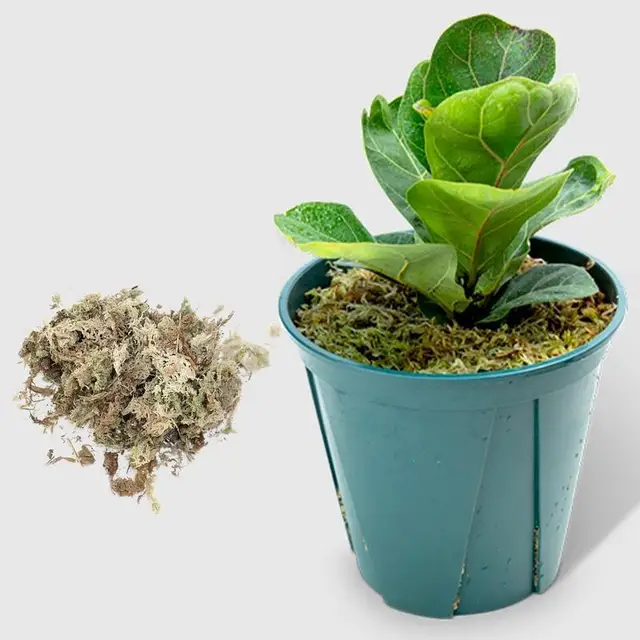 12L Sphagnum Moha Hidratáló Tőzeg Száraz Táplálkozás Szerves Műtrágya Segítetlen Tenyésztési Talaj Az Orchideahoz - Image 5