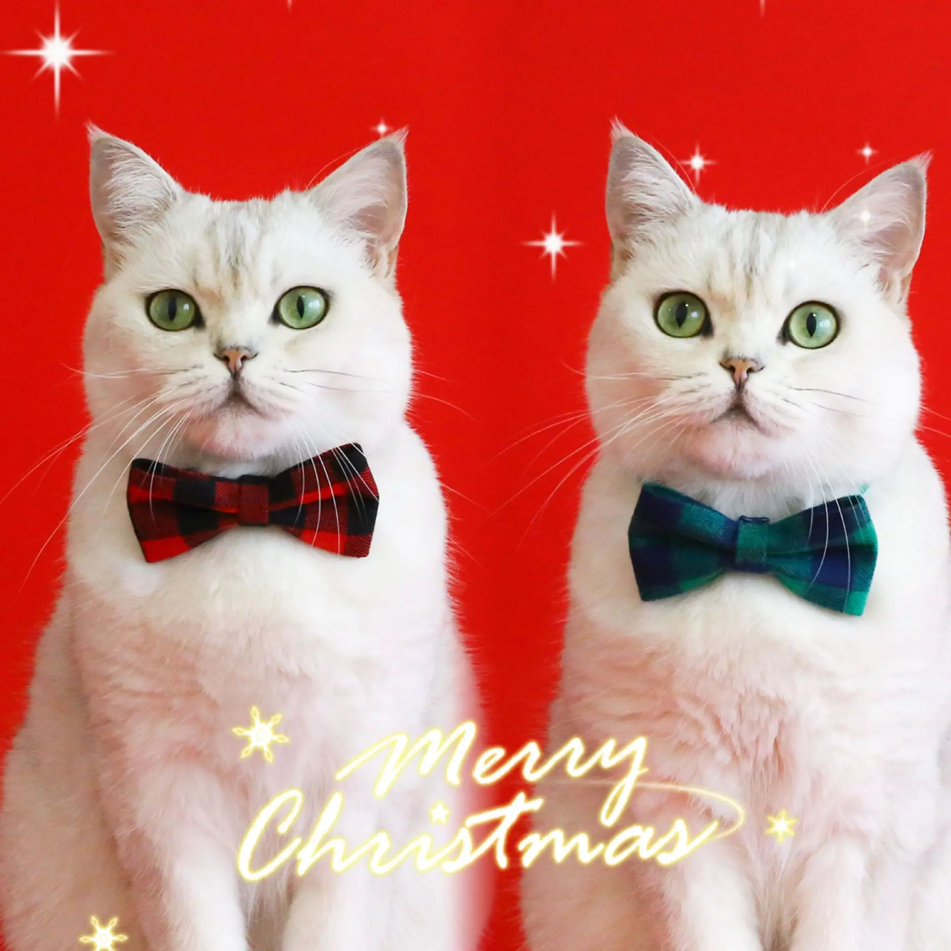 

Christmas Bow kitten Collar