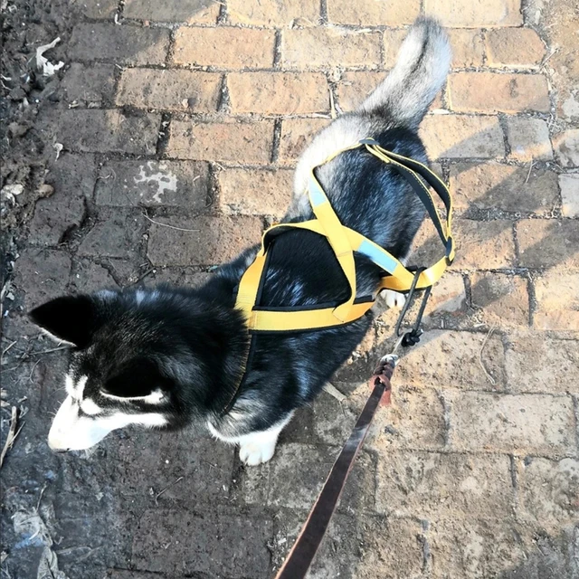 High Quality Big Dog Sledge Harness Skiing Running Pet Harnesses for Medium Large Dogs Alaska Hound Bulldog mascotas Accessories 6
