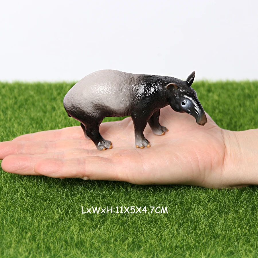 Asian Tapir A