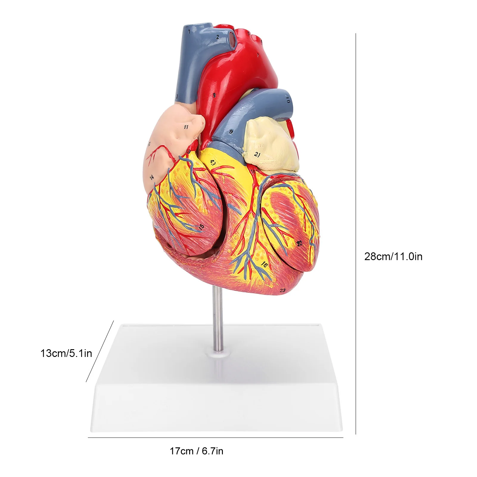 2X Life Size Heart Model Human Heart Teaching Model Simulation Heart Organ Model Heart Model Heart Organ Model Human Heart Model 3