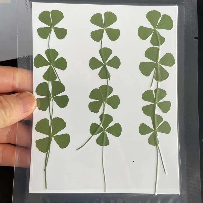 100 Stück Natürliche Lotusblätter - Getrocknet Für Dim Sum & Lebensmittelverpackung