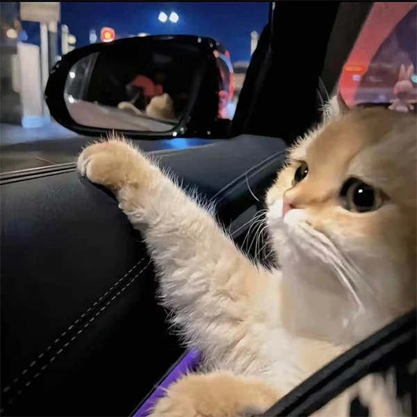 Shark Building Blocks World Store