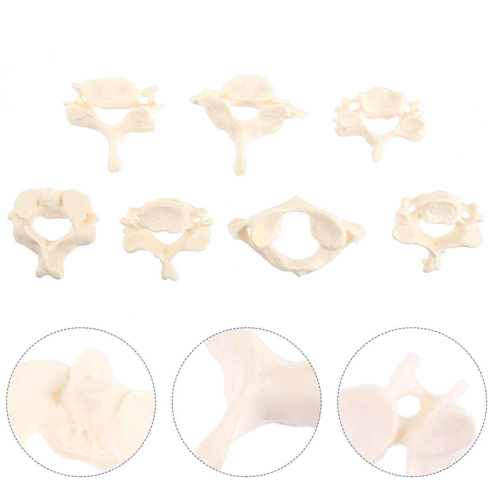 

1 Set Human Spinal Cord Model 1:1 Medical Cervical Vertebra Model for Science Teaching