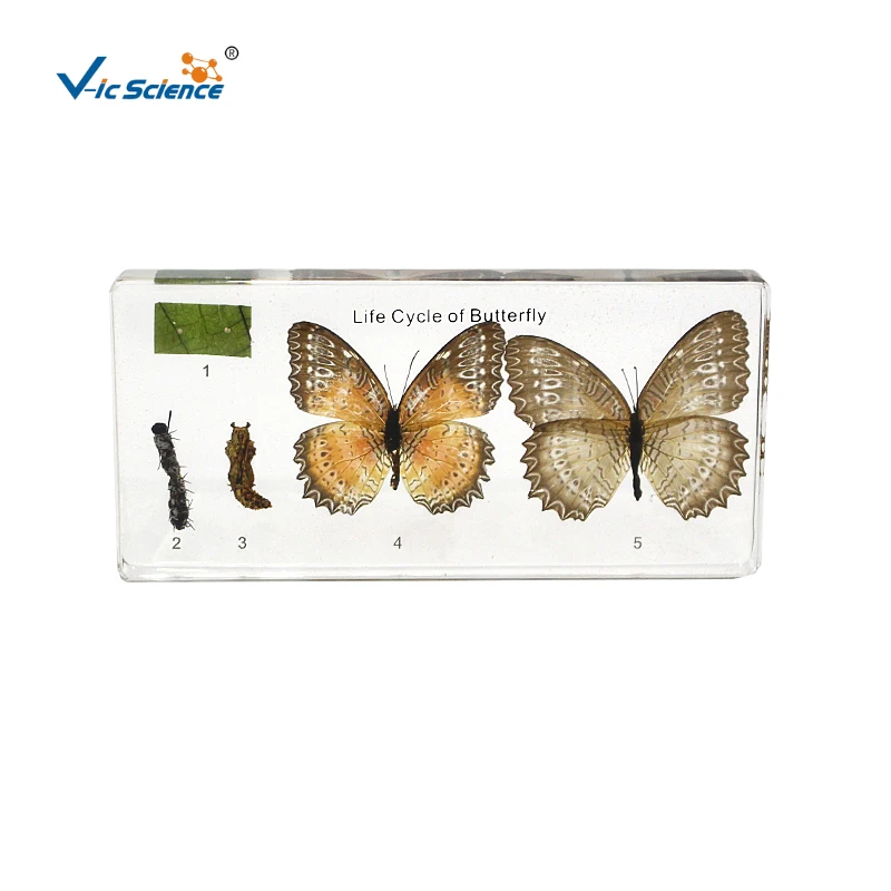 

Exhibition Resin Embedding Butterfly Life History Specimen