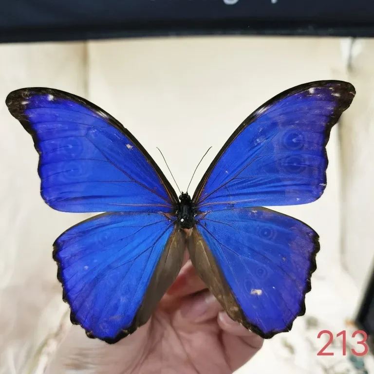 Morpho Didius Real Butterfly Specimens Original Butterfly Wings Spread Out  Animal Specimens Valentine's Day Gift Home Decor 4