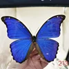 Morpho Didius Real Butterfly Specimens Original Butterfly Wings Spread Out  Animal Specimens Valentine's Day Gift Home Decor 4
