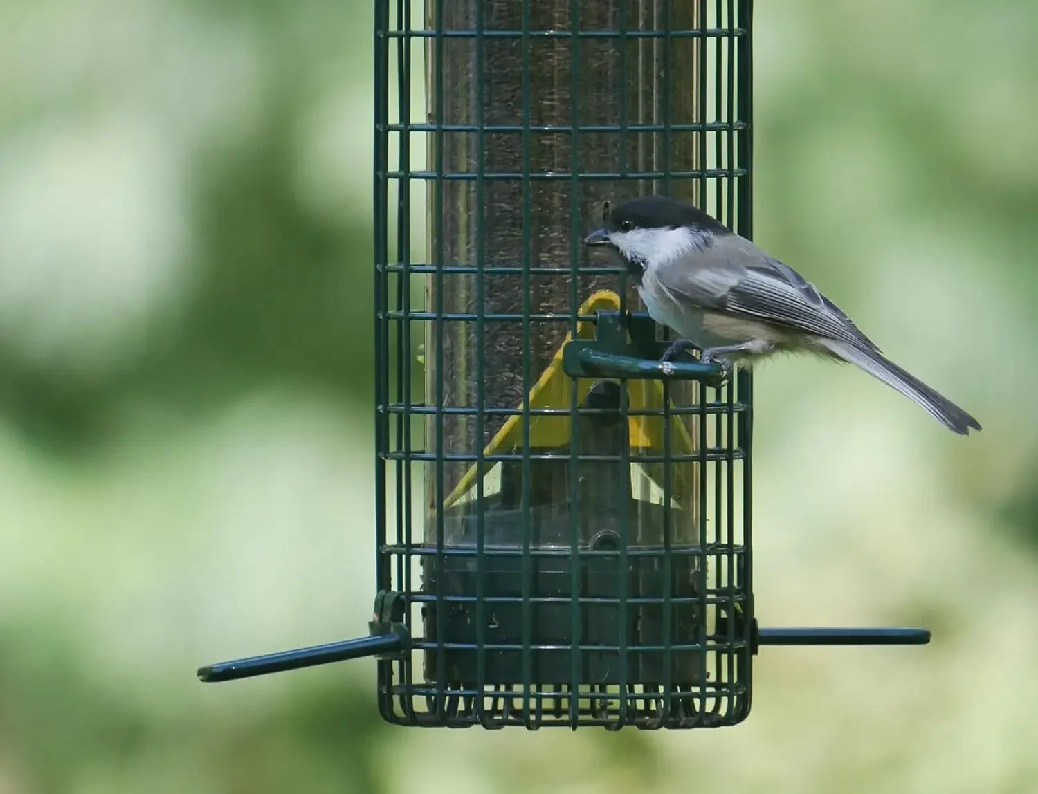 Squirrel Buster Finch Squirrel-proof Bird Feeder w/4 Metal Perches & 8 Feeding Ports, 2.4-pound Thistle/Nyjer Seed Capacity