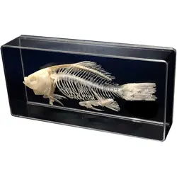 Fish Bone Specimen Fishes Skeleton Model - Real Bone Splicing Model Fish Skeleton Taxidermy Supplies Art Bone Vet Medicine 1:1
