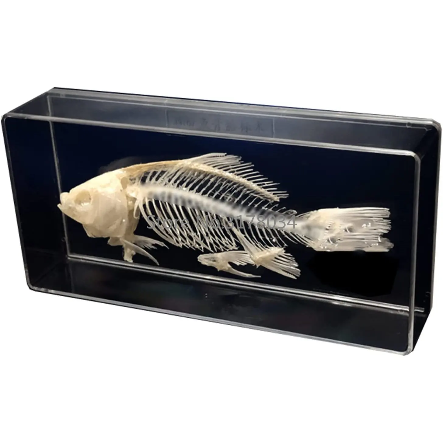 Fish Bone Specimen Fishes Skeleton Model - Real Bone Splicing