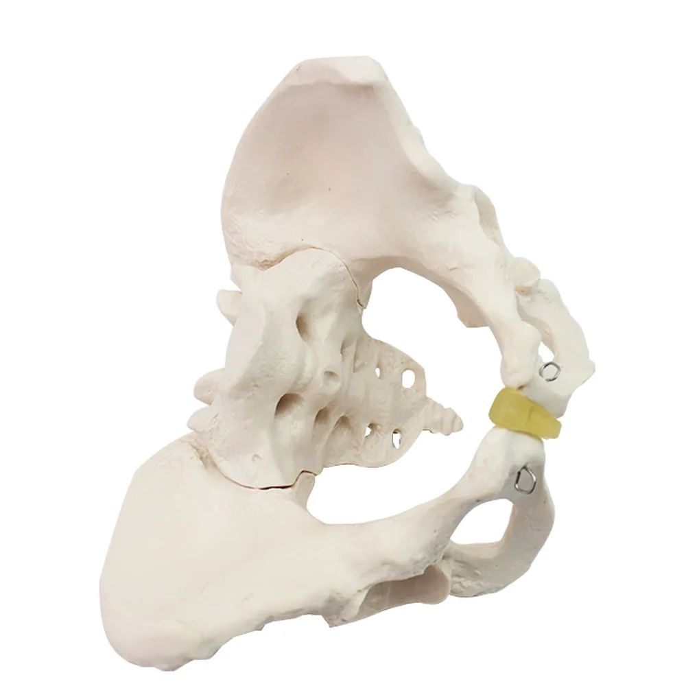 Standard female pelvic model, gynecological examination model, human skeleton specimen pelvic measurement model