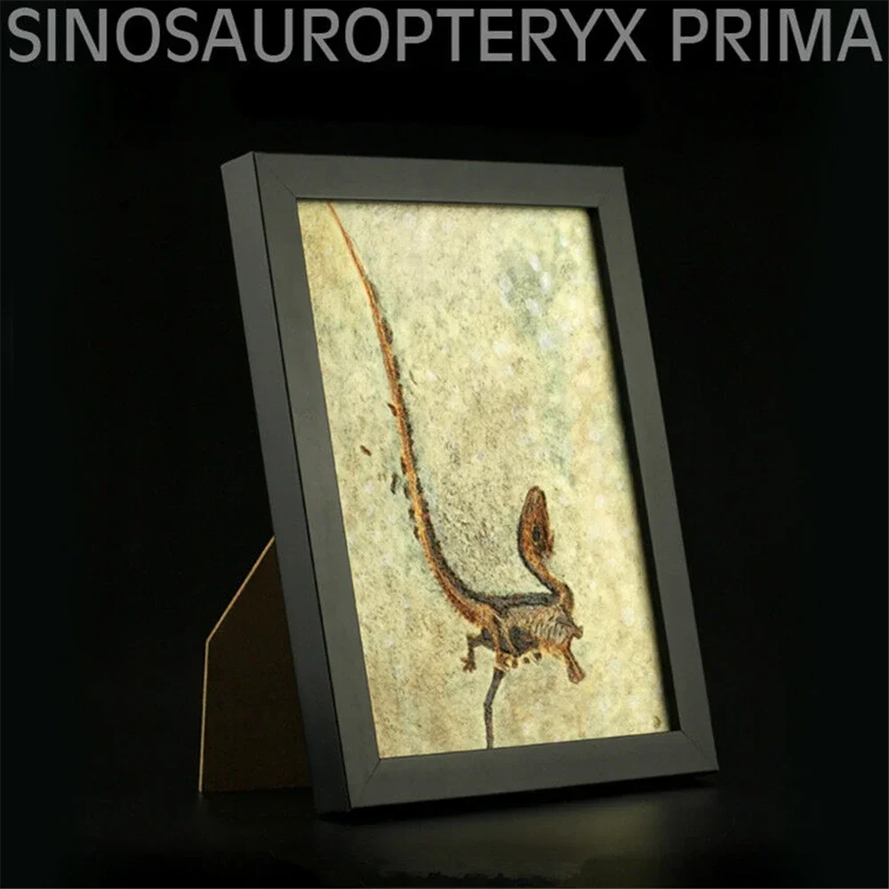 

Фоторамка «Sinosauropteryx», декоративная, для взрослых