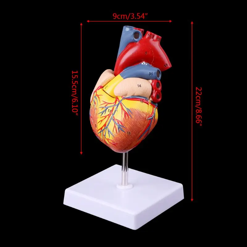 

Модель сердца человека 1:1 медицинский реквизит модель бесплатно почтовые расходы разобранный анатомический медицинский обучающий инструмент съемный 2 части