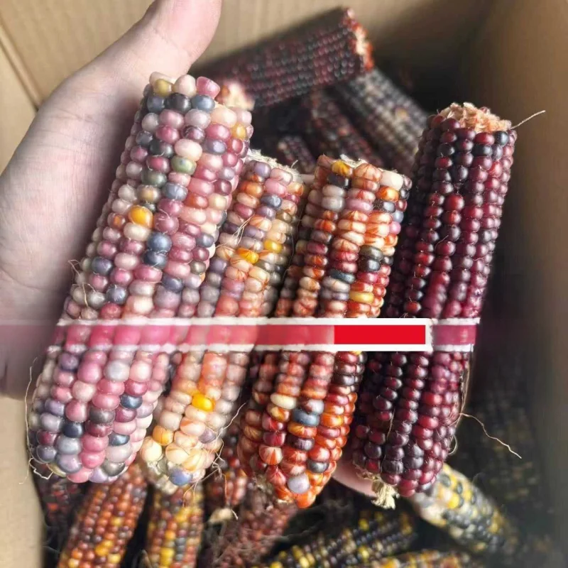 토끼와 햄스터의 이빨갈이 간 사료, 햄스터 의류 및 액세서리, 사료 빈 곡물 콘..