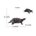 Tortoise