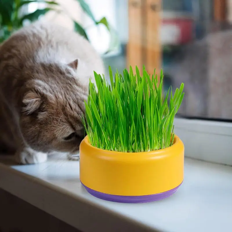 Pot hydroponique d’herbe pour chat, Collation pour chat Plantation
