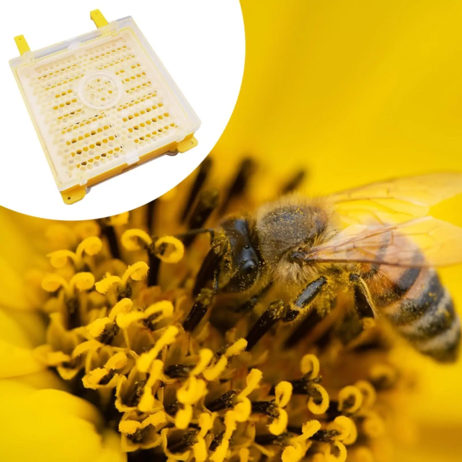 Beekeeping Grafting Set Easy Use Multifunctional Queen Rearing System Yellow