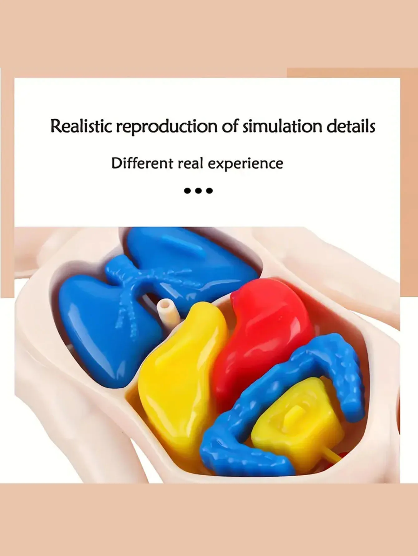 A set of 14PCS children's jigsaw human anatomy model education, learning organ assembly toys, children's body organs teaching to 4