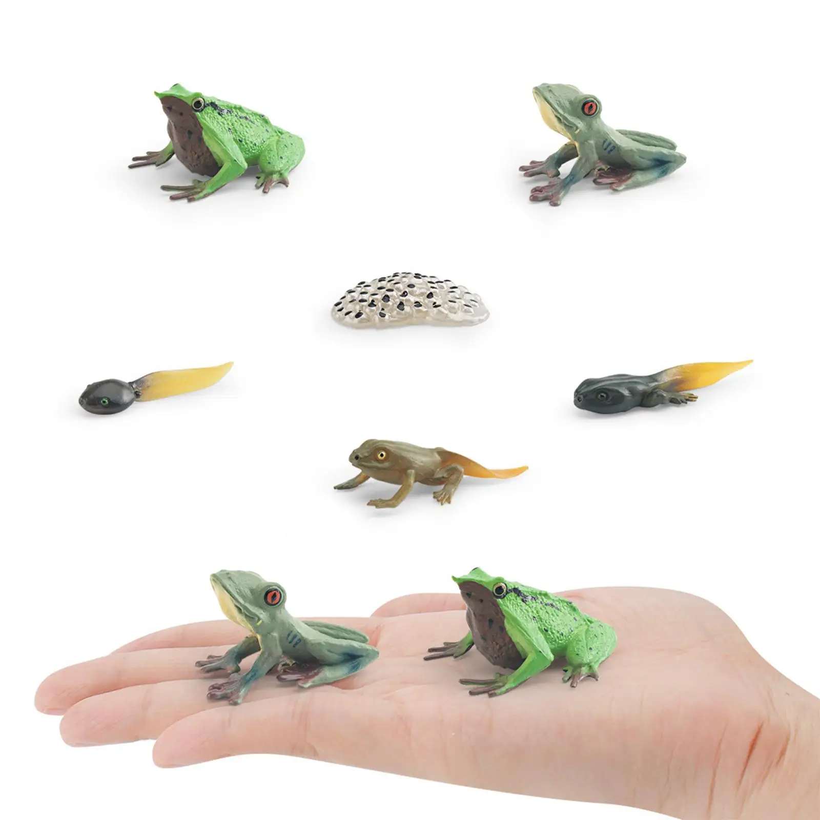 Life Cycle of Frog Toys Cognitive Teaching Materials Realistic for Age 3 to 6 Egg Tadpole to Frog Animal Growth Cycle Set