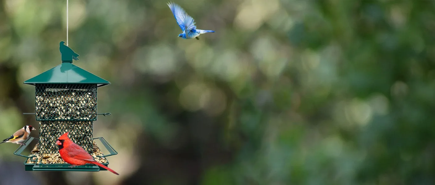 bird feeder
