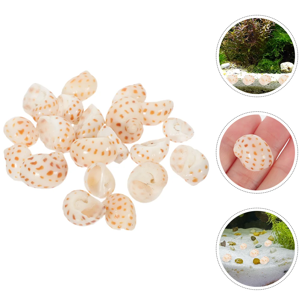 

40pcs Natural Conch Crafts Aquarium Landscaping Decorations Small Sea Shells DIY Accessories