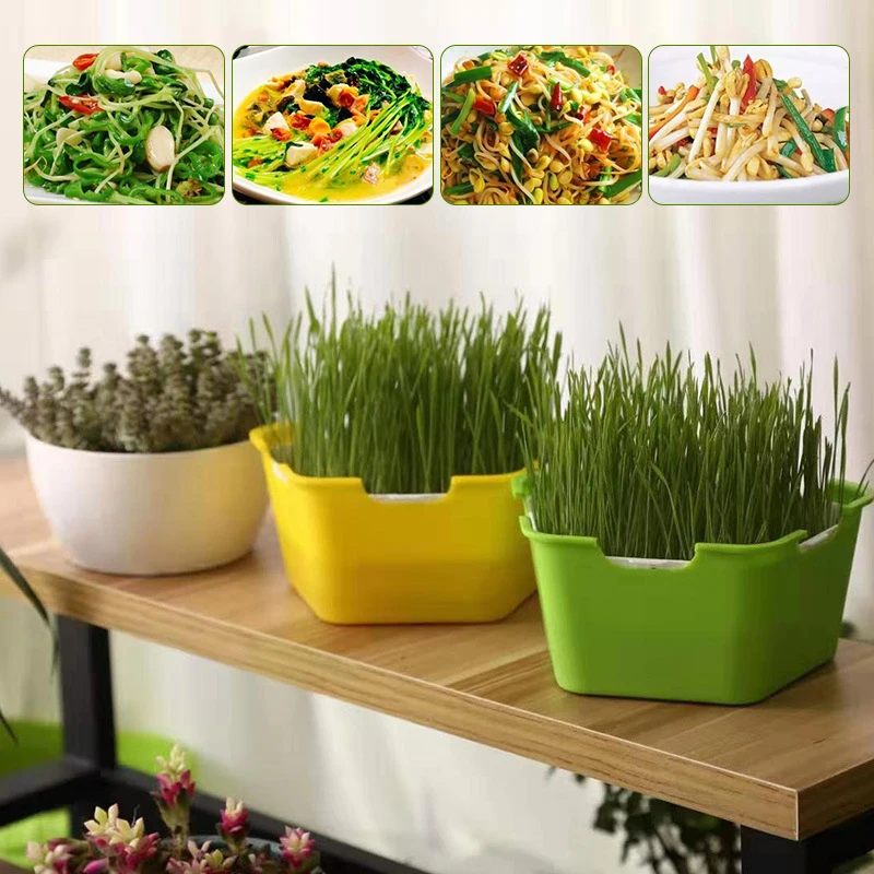 Sprout Planting Pot Bean Sprouter Seedling Tray Wheat Grass Growing Germination hydroponic germination tray plant rooting pot seedling box