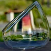 Micro Landscape Bevelled Glass Vase Fresh Green Succulent Moss Bottle Glass Terrarium Bonsai Home Desktop Decor 4