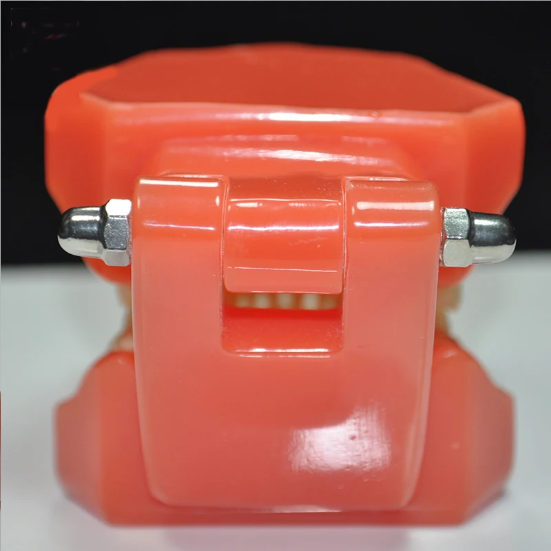 M7005 탈착식 치아가 있는 소프트 잇몸-풀 힌지 치과 교육 연습용 치아 모형