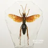 Real Insect Specimen Beetle Scarabaeidae Hornet Ants Student Observation Handicraft Collection Gift Home Decoration Taxidermy 3