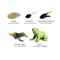 NO. 4  Life Cycle