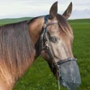 Horse Nose Mosquito Protection Mesh Breathable Headgear Livestock Nose Face Cover Horse Nose Net Horse Care Products Size:M/L 4