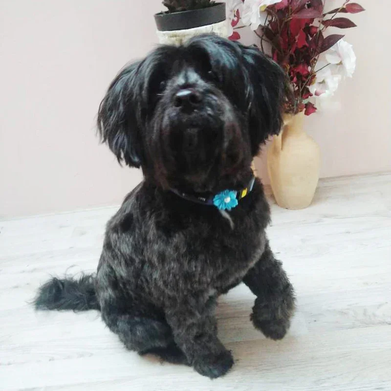 100PCS/Pack Choose Patterns Puppy Dog Small Hair Bows Pet Dog Hair Accessories Dog Grooming Bows for Small Dog Puppy Yorkshir 3