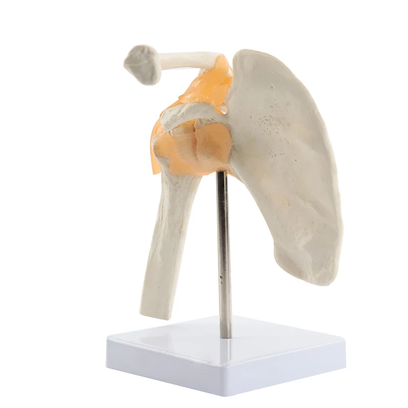 Human Functional Shoulder Joint Anatomy Model Medical Science Teaching Resources Dropshipping anatomical models