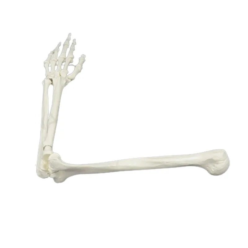 Adult Human Upper Limb Bone Arm and Radius Hand Bone Anatomy Model Medical Science Classroom Supplies Teaching