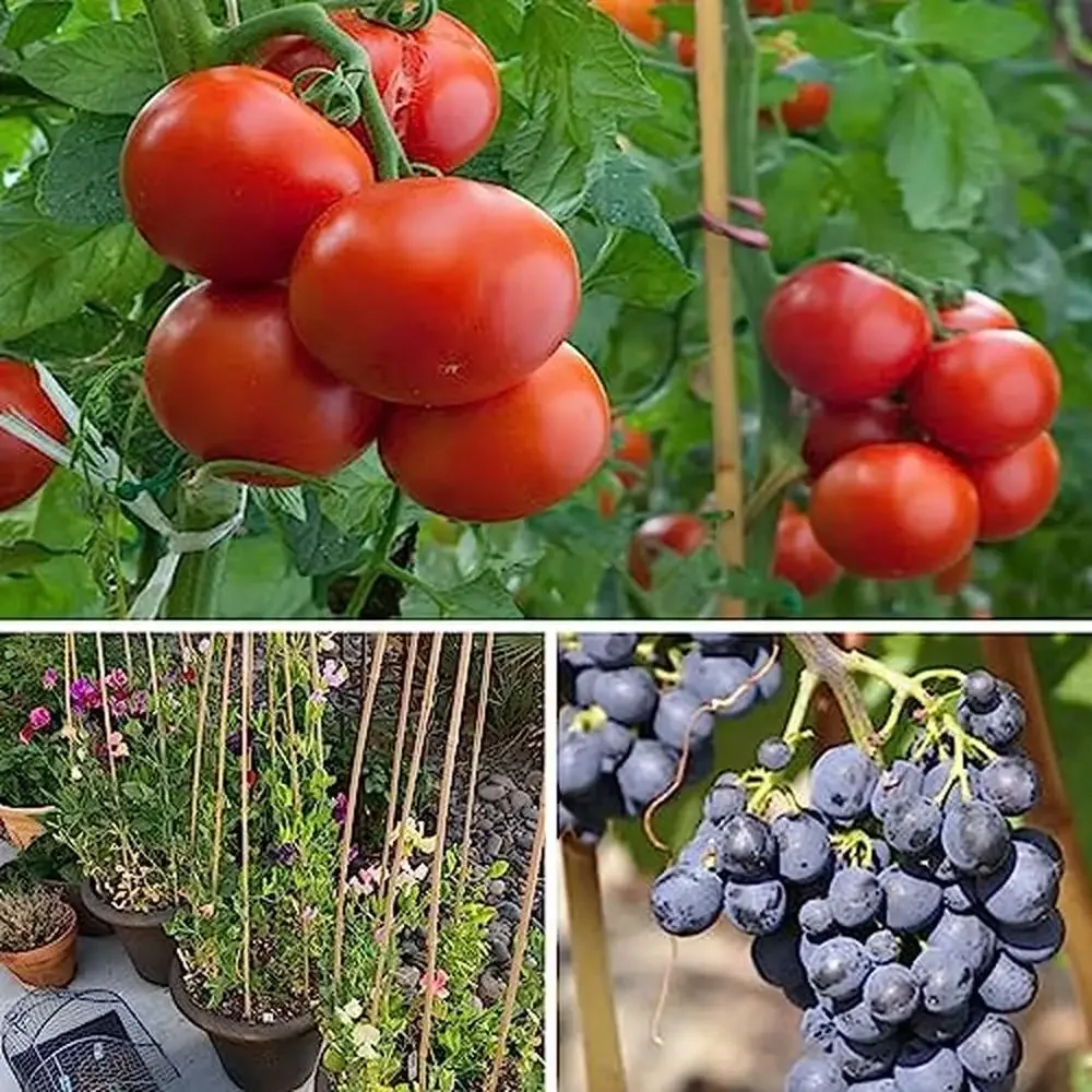 40 Pack Bamboo Plant Stakes 5ft 57.5inch with 200pcs Twist Ties Garden Support Poles Tomatoes Beans Vine Climbing Plants