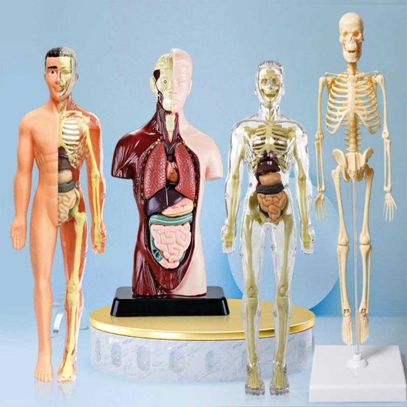 3D Human Anatomy Organ Teaching Aids Torso Model Simulation Human Body Model Set Children Early Learning Educational Toys 5