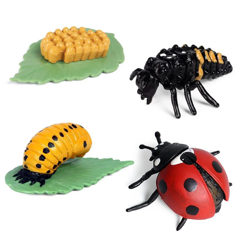 

Ladybug Growth Cycle Simulated Animals Insects Toys Cockchafer Model Children Cognitive Learning Education Toys Montessori