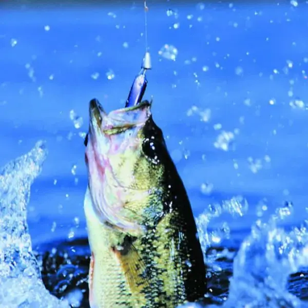 Fishing Club Store